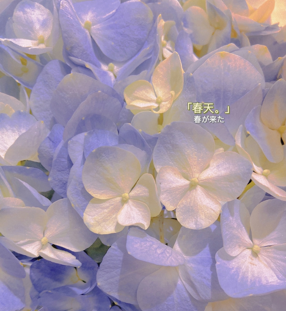 春日限定美好78