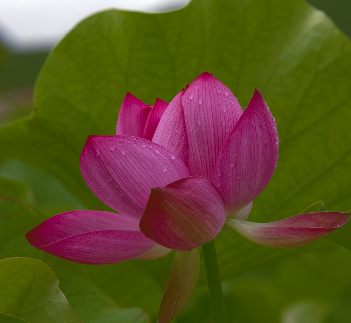 荷花- 春天故事 - 图虫