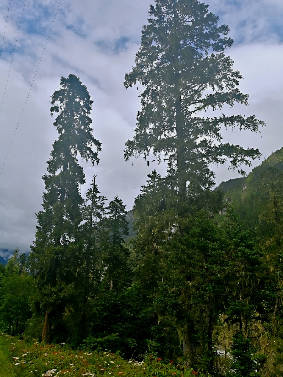 西藏波密县原始森林,路途抢拍