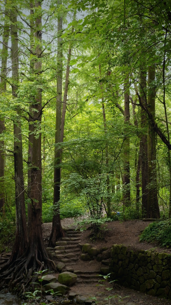 杭州九溪十八涧路边的茶园还有枝繁叶茂的树都是夏天最美的风景