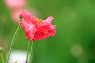 IMG_5264_
