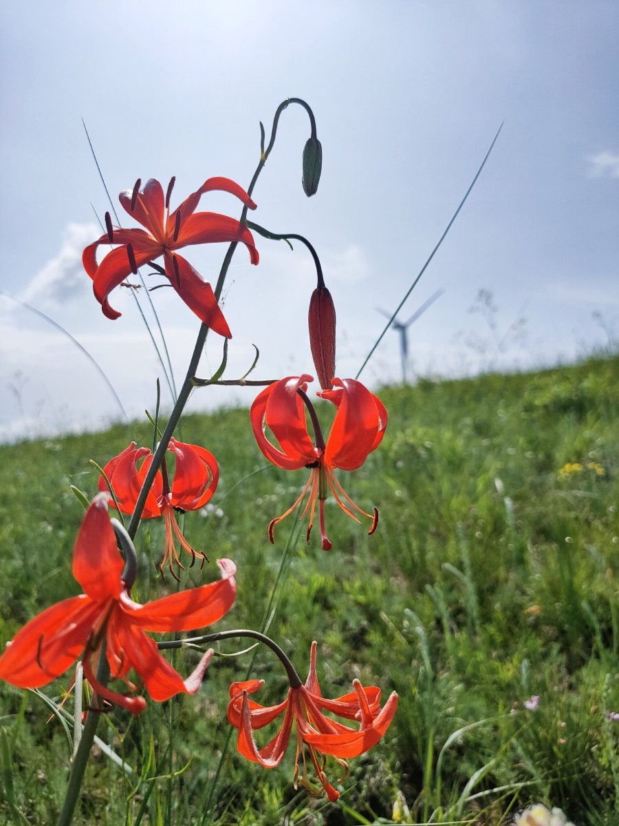 多伦诺尔草原上,山丹丹花开红艳