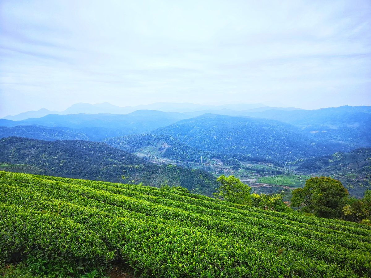 长龙茶山