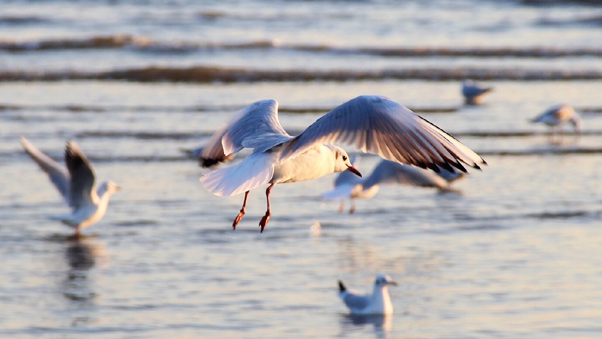 海鸥, 佳能, 中国 - 傻子才悲伤there - 图虫摄影网