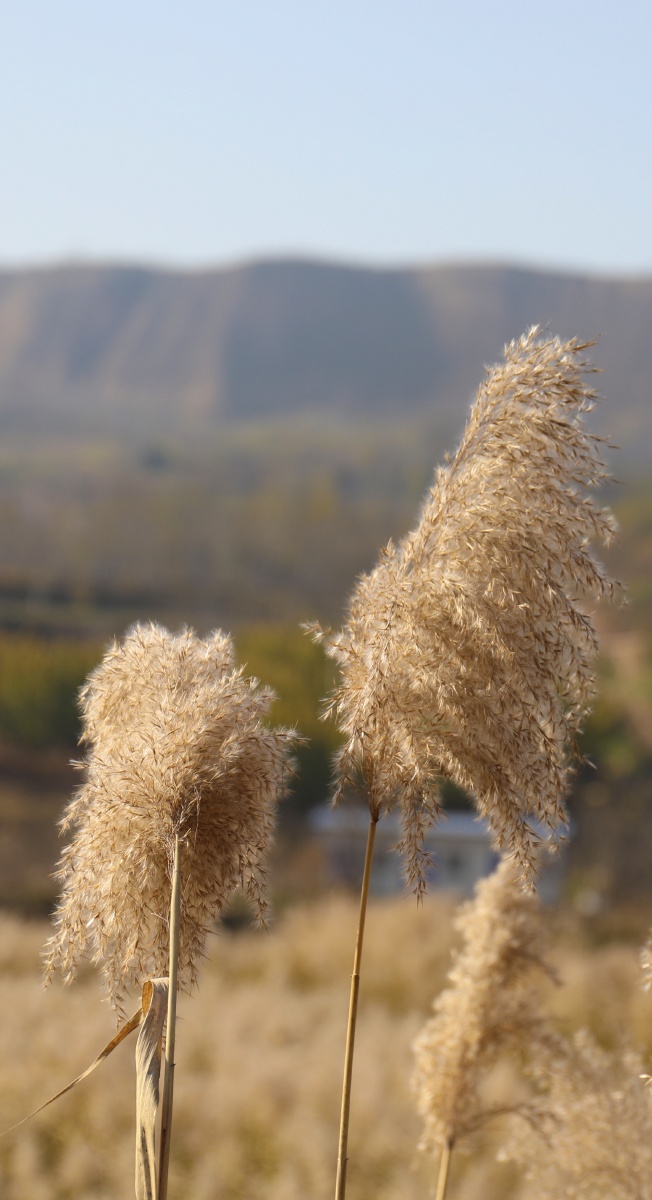 芦苇- 空心竹546 - 图虫