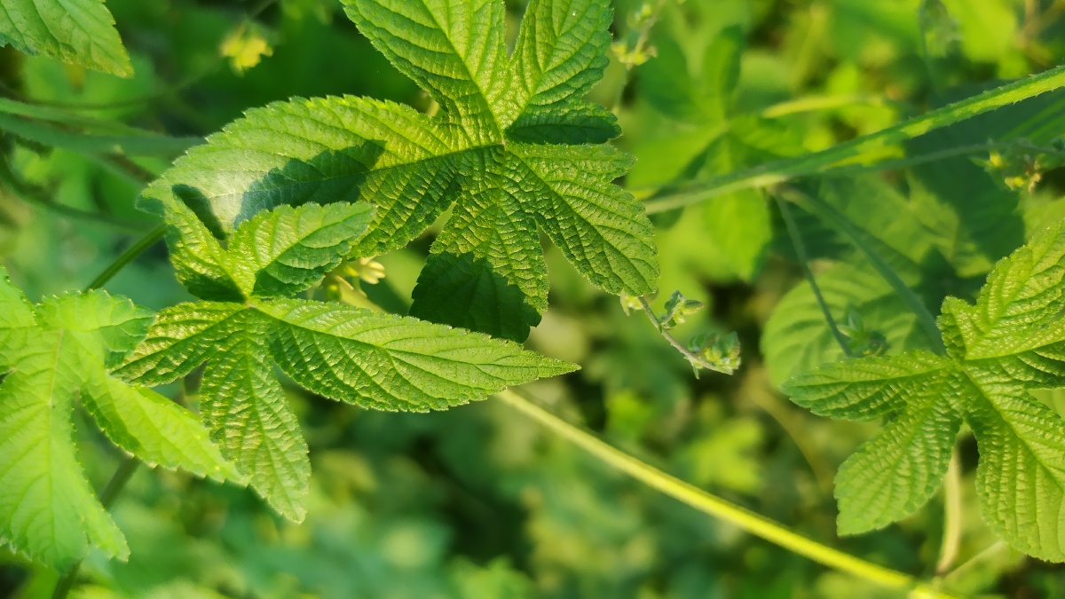 暖暖阳光下的绿色植物