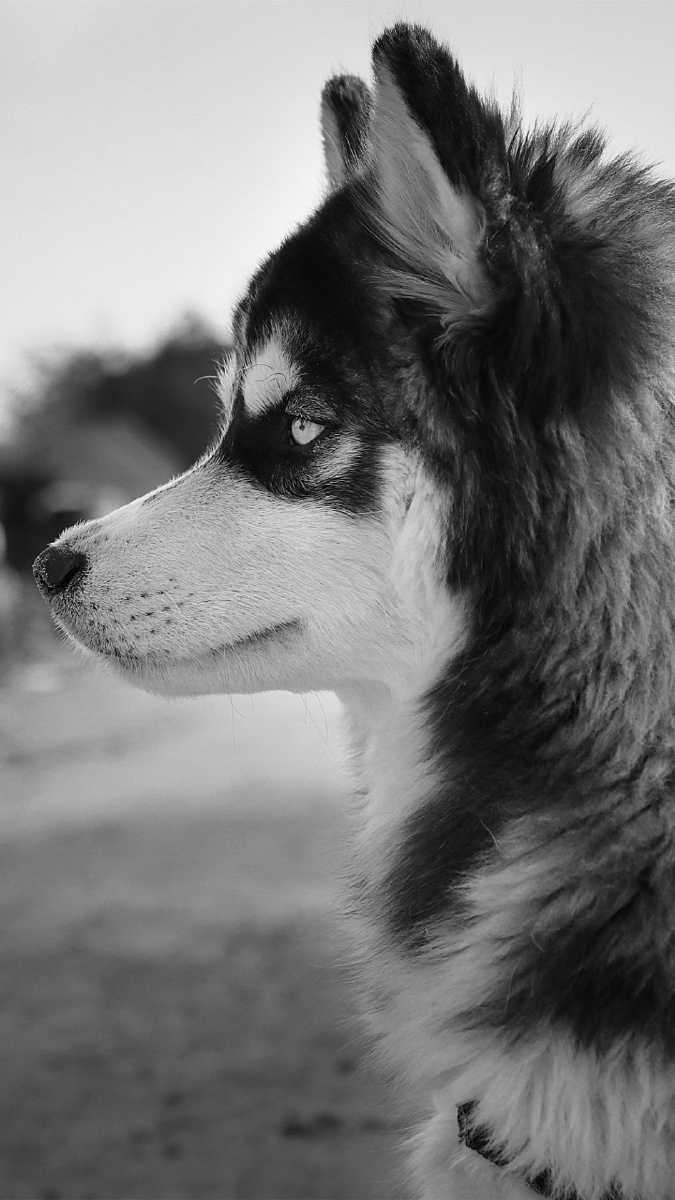 让我烦让我高兴让我忧的可爱的不话的肥肥的没长大的神经质的二哈