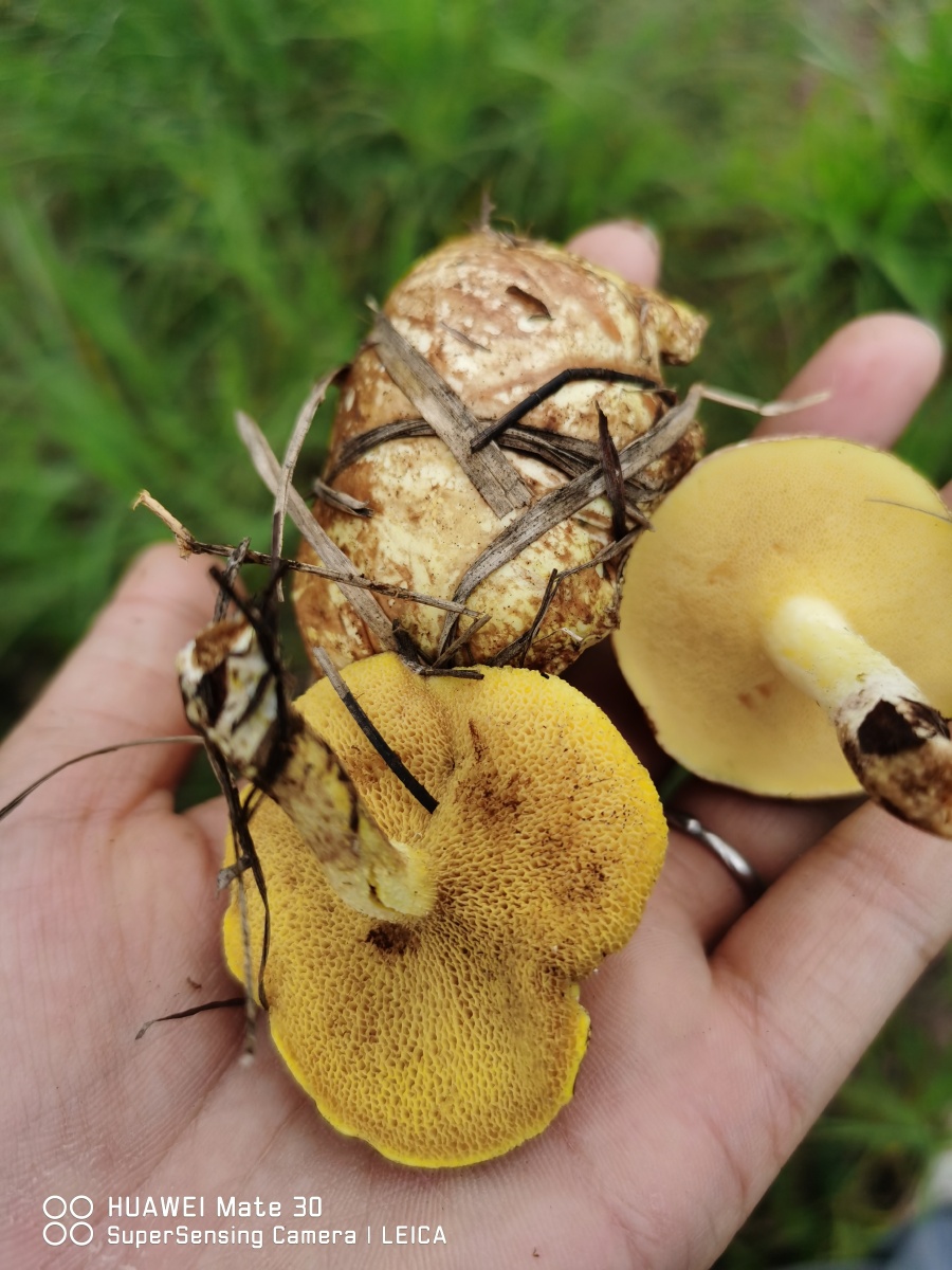 采蘑菇啦 - 小山猫_崂山 - 图虫
