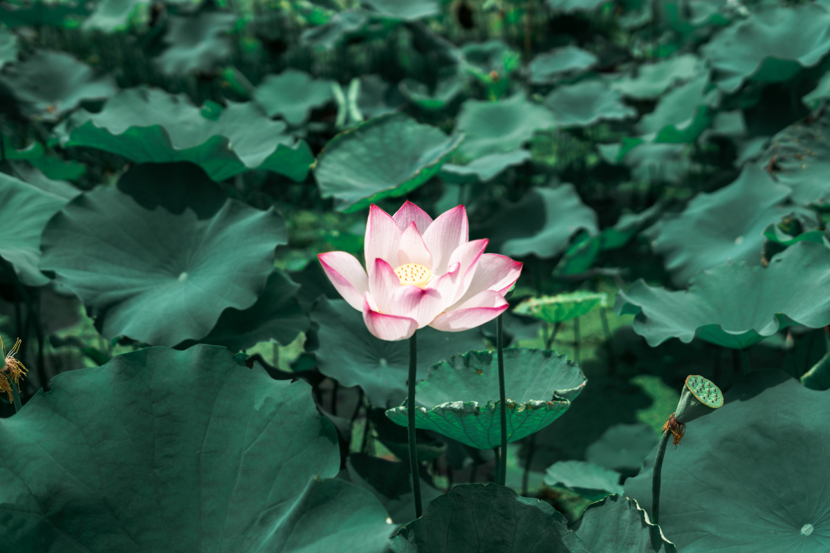 尝试下墨绿色调