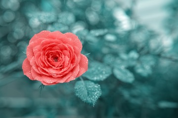 DP2M0359