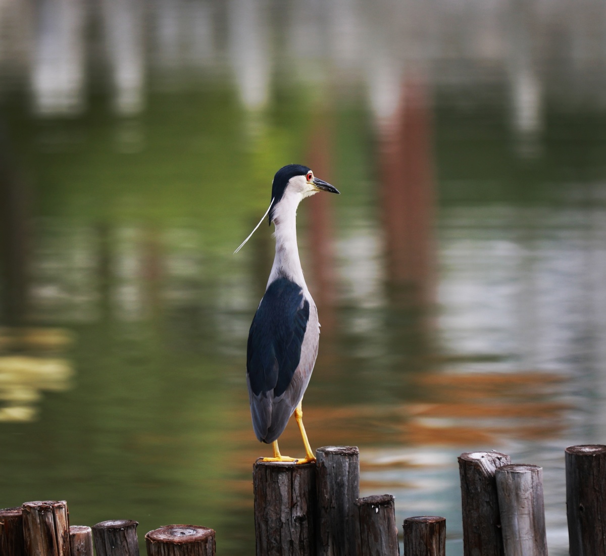 夜鹭人民公园拍摄