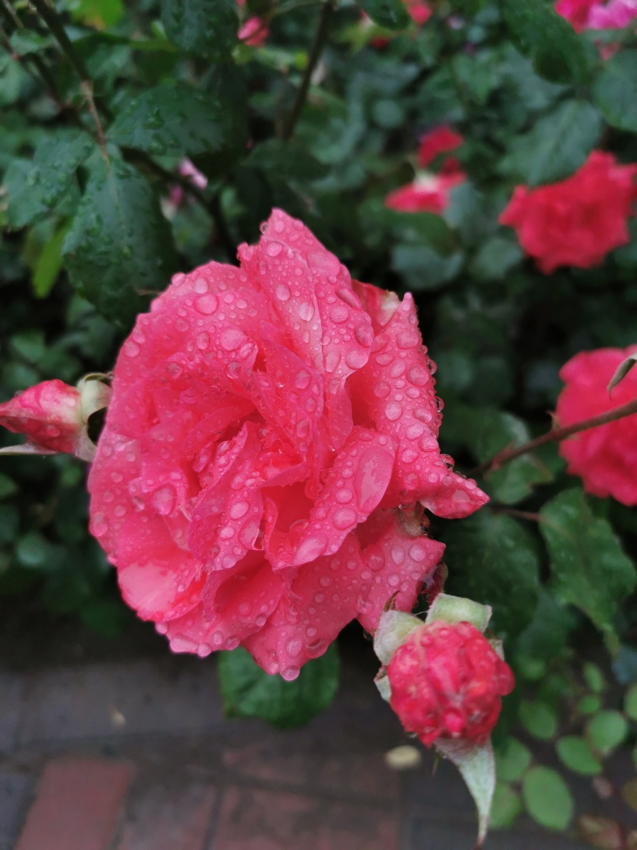 月季95 - 巴斯光年2013