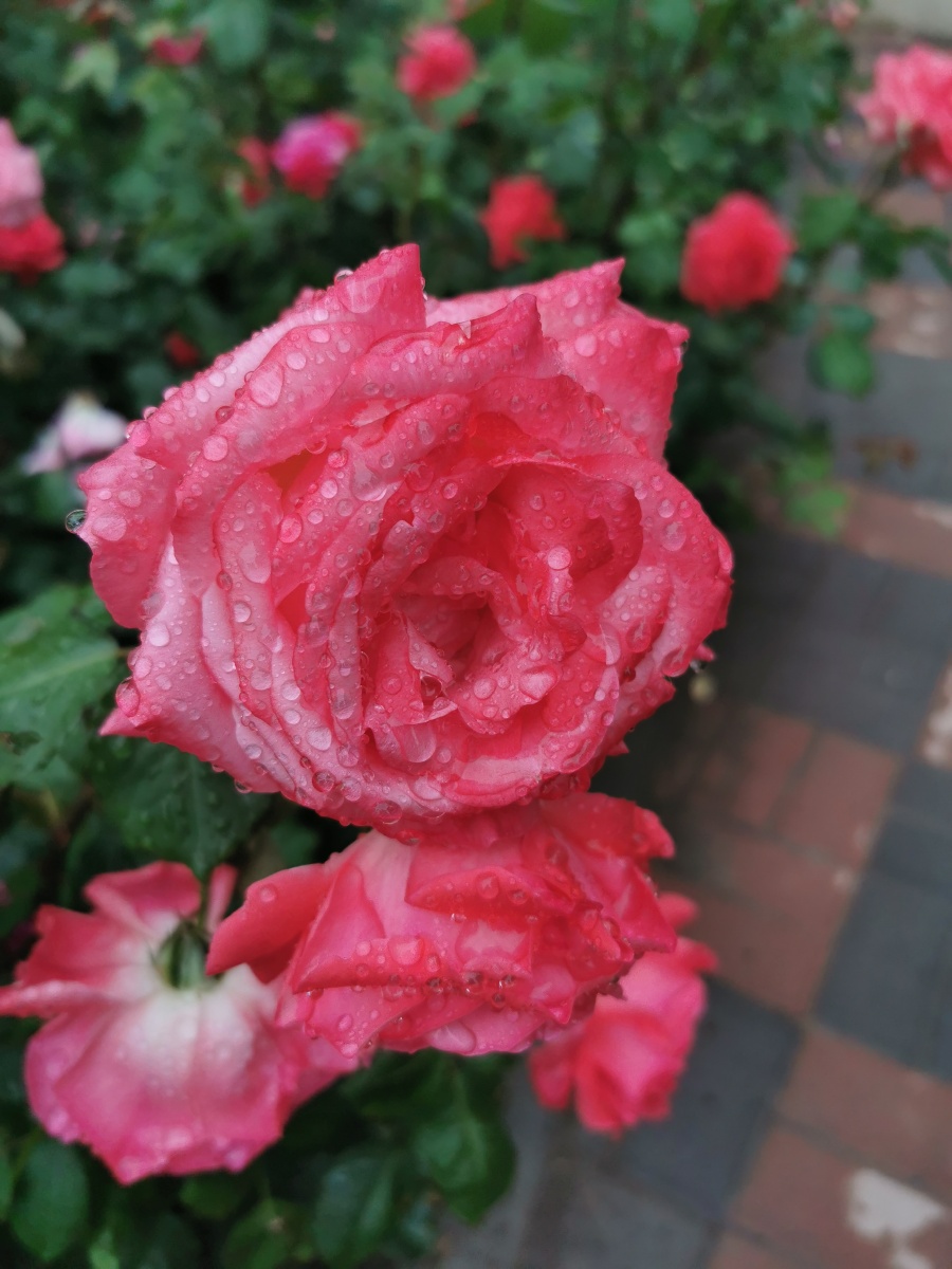 月季花9495 - 巴斯光年2013 - 图虫