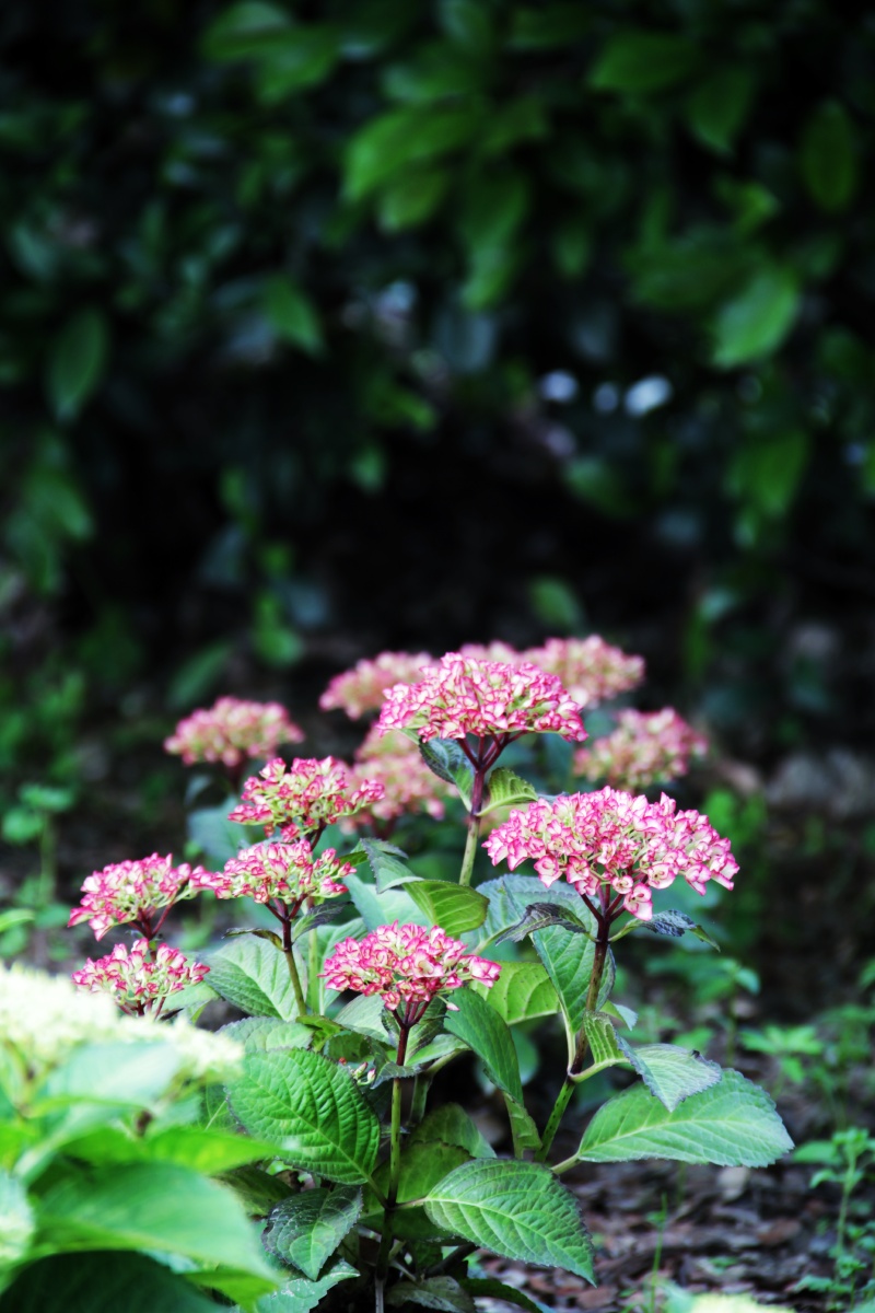 蜡莲绣球 - 晓辉939