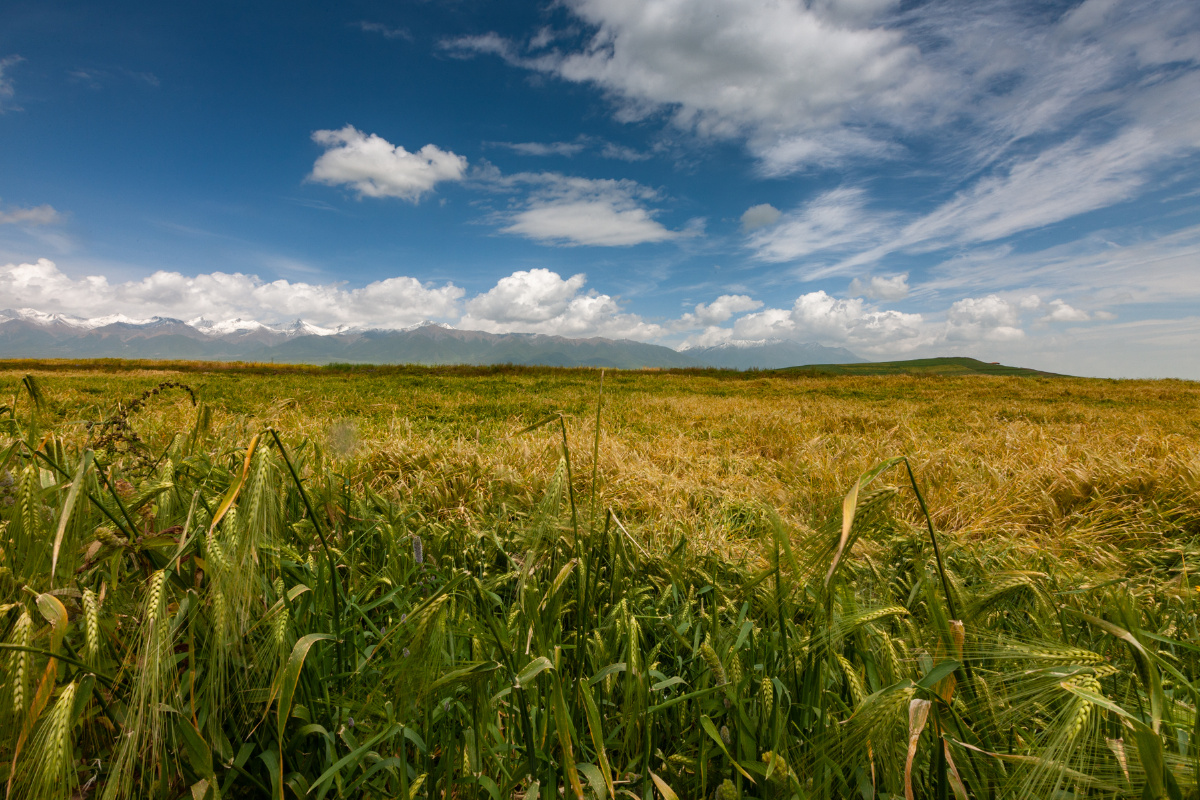 青稞熟了青海61门源