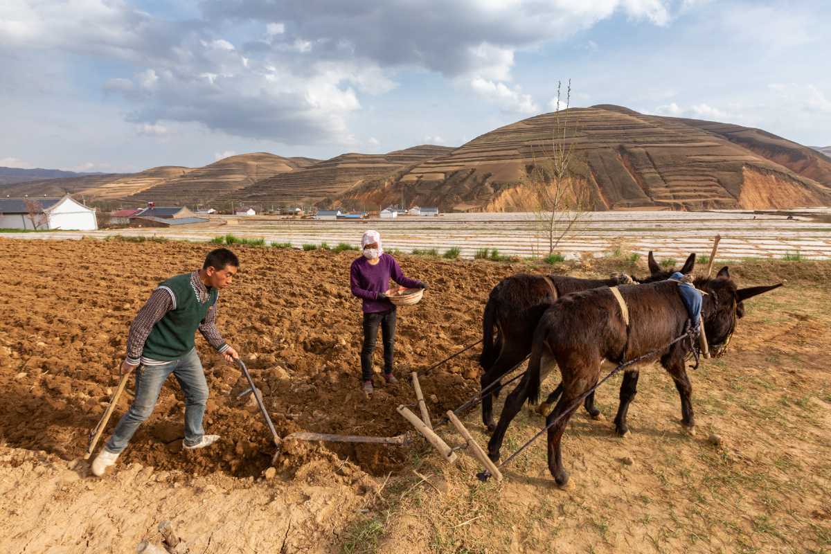 【西部有个西海固一一耕种】 - 山野耕夫一北京