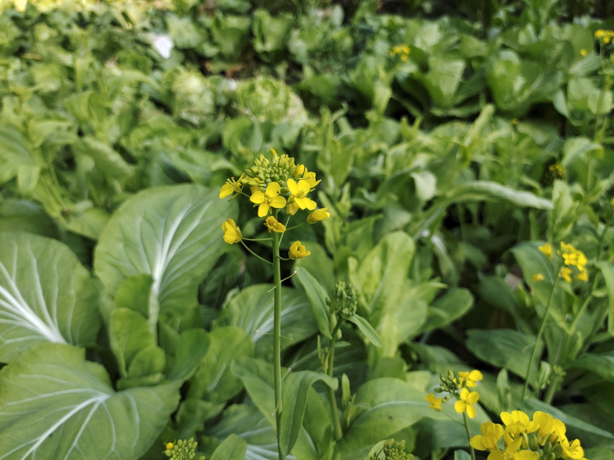 菜心开花华容话菜洪子回娘家第一件事是去看看菜园里的花黄色的花朵