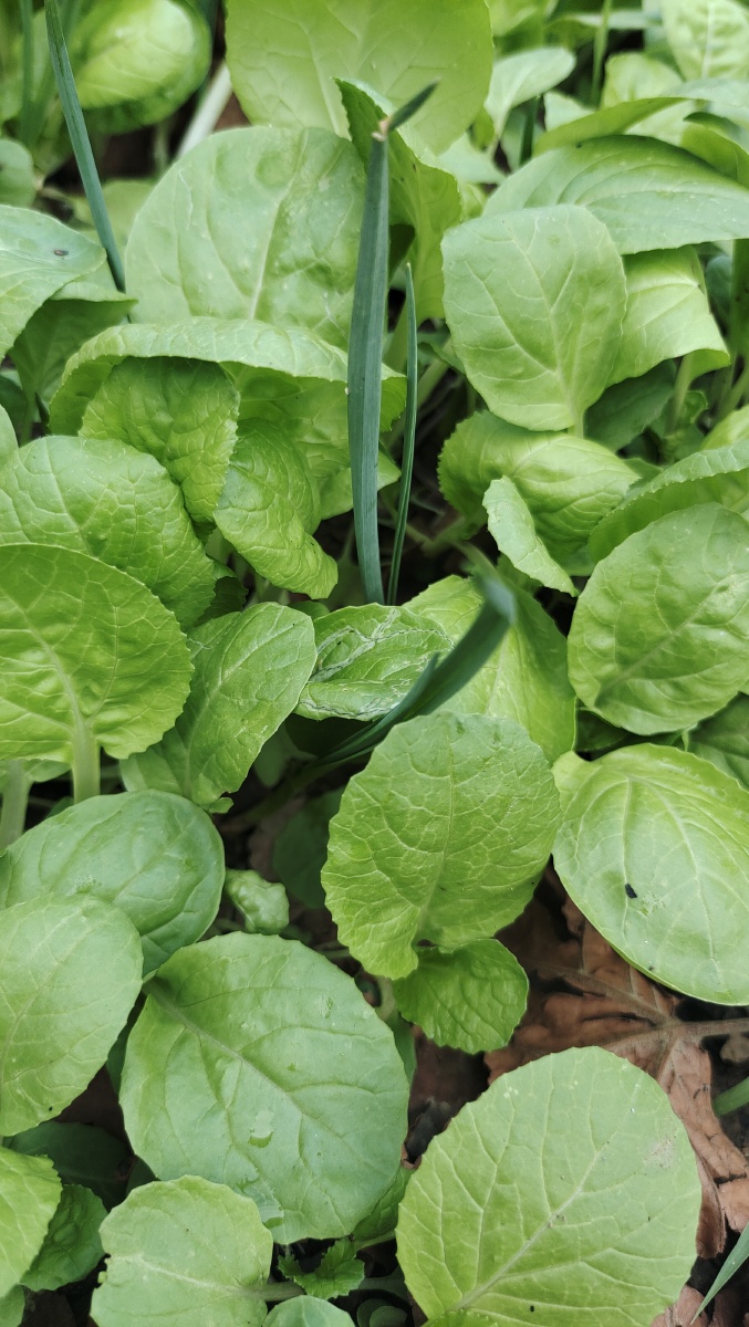 小白菜苗 - jillyhanhan - 图虫