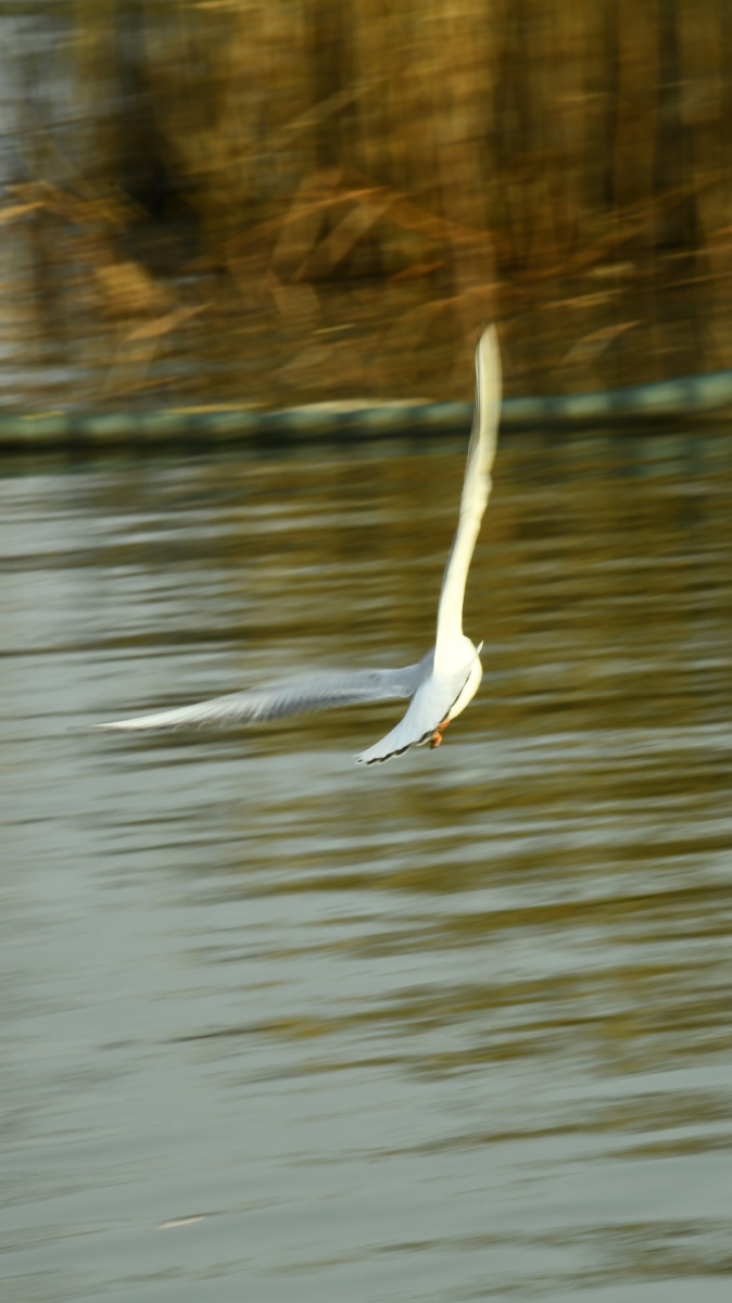 尝试用慢门拍飞行中的红嘴鸥