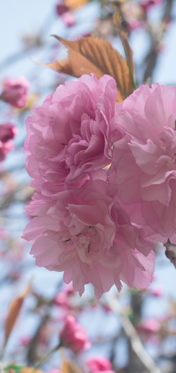 樱花开了粉色最浪漫简单的壁纸