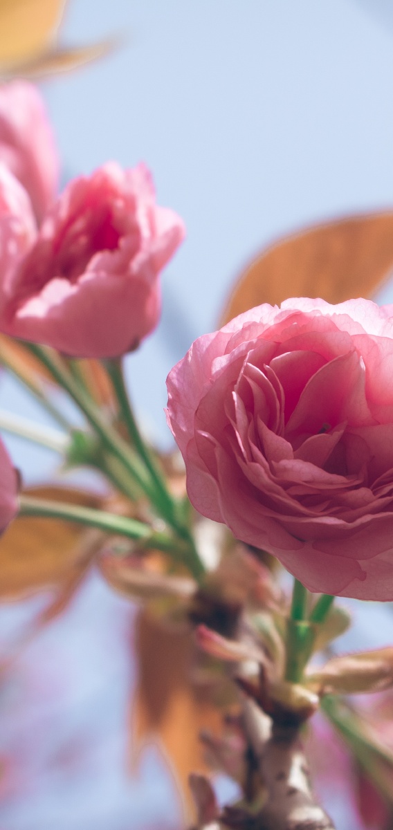 樱花开了粉色最浪漫简单的壁纸