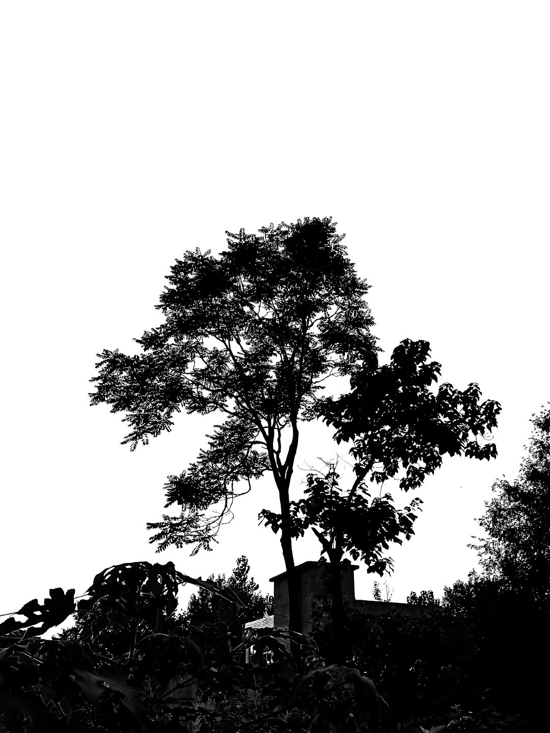 夏天傍晚的树黑白摄影剪影