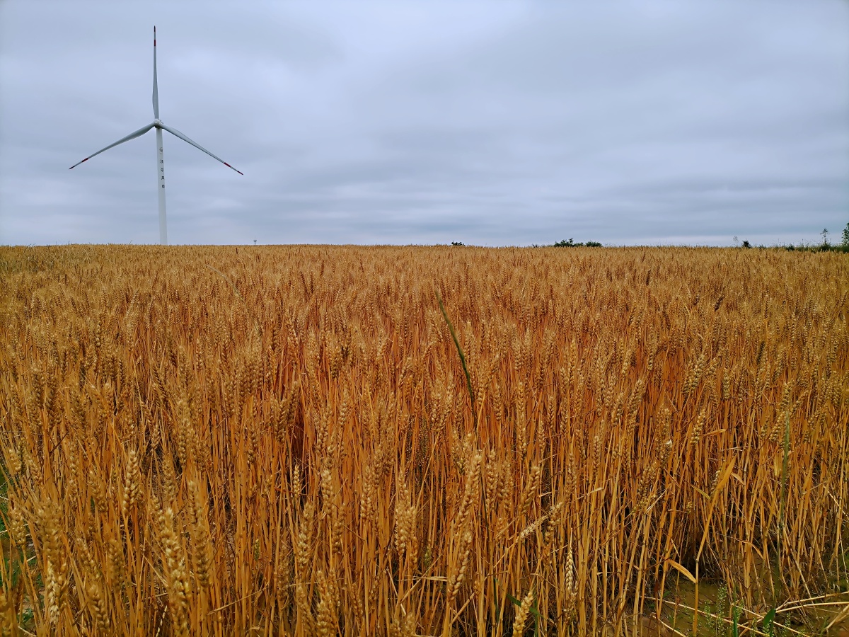 金黄的麦田绿色的田野与旋转的风车交织的画卷