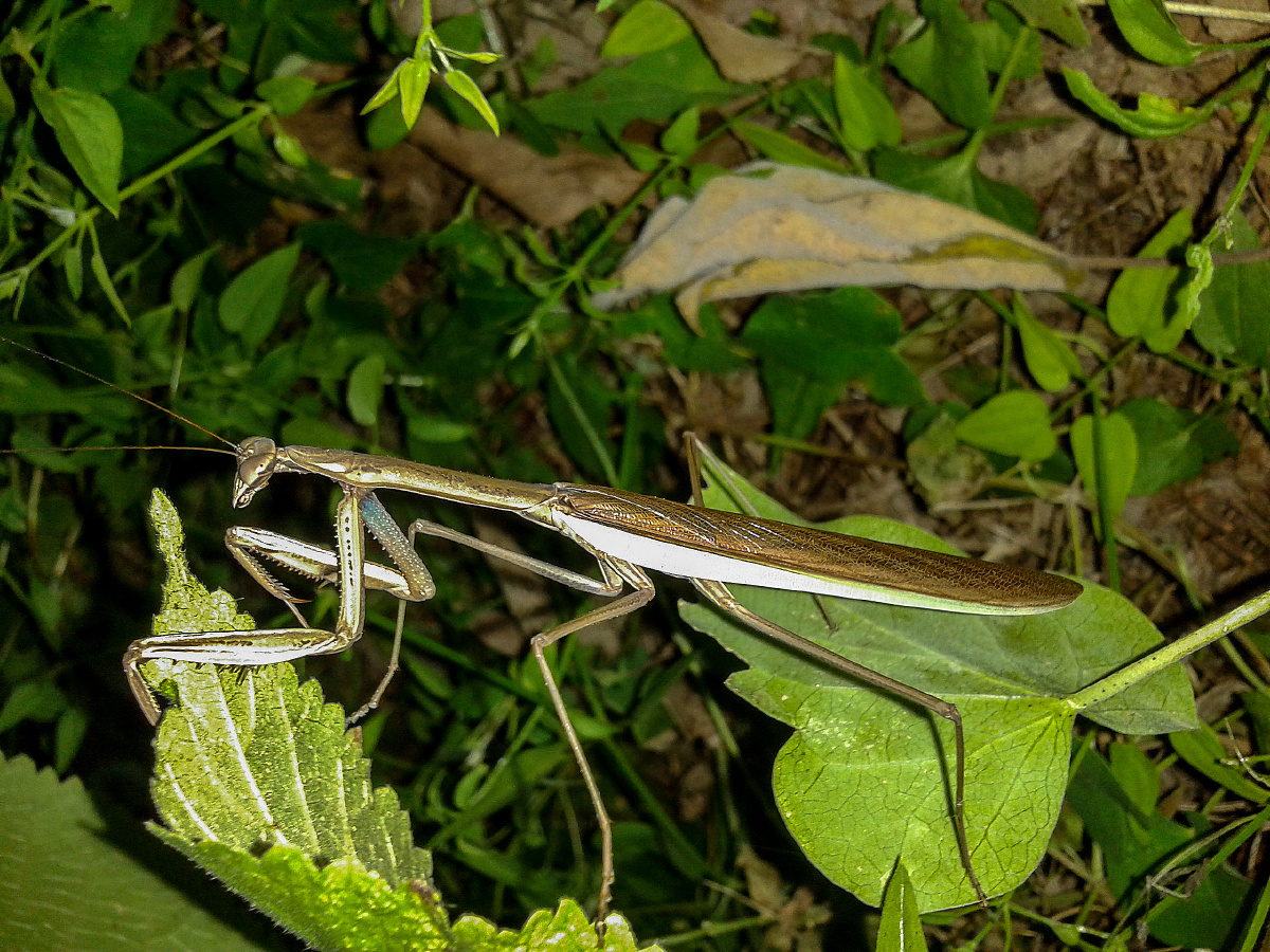 螳螂昆虫微距拍摄