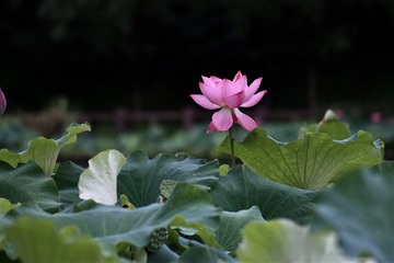 064EBF6B-AE72-406F-88EF-714917C4D595/L0/001