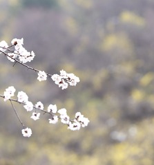 933A4CF9-1289-45AF-B214-CCDC61AC82CA/L0/001