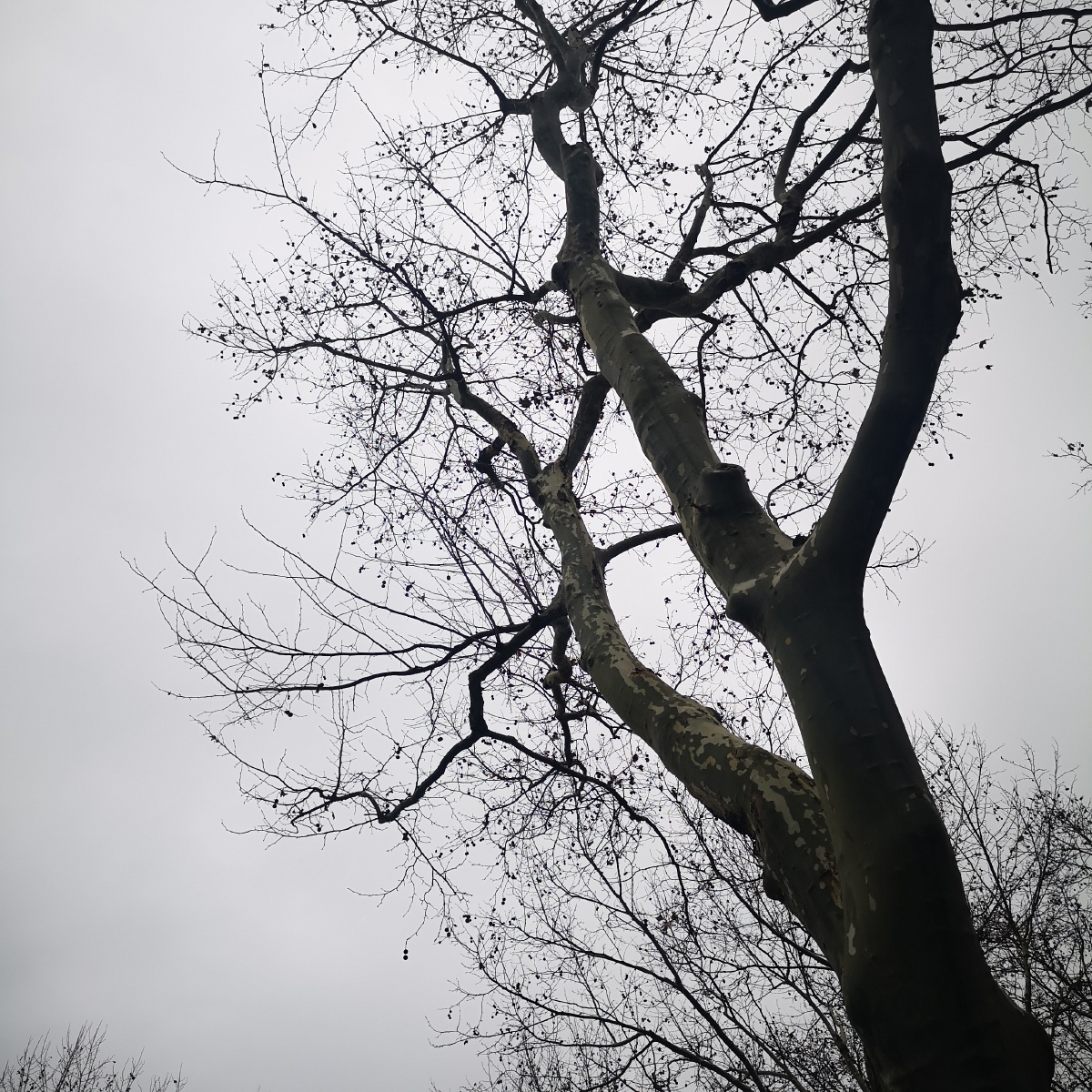 冬日梧桐树干没有了树叶,显得格外有力,酷似夏日的闪电.