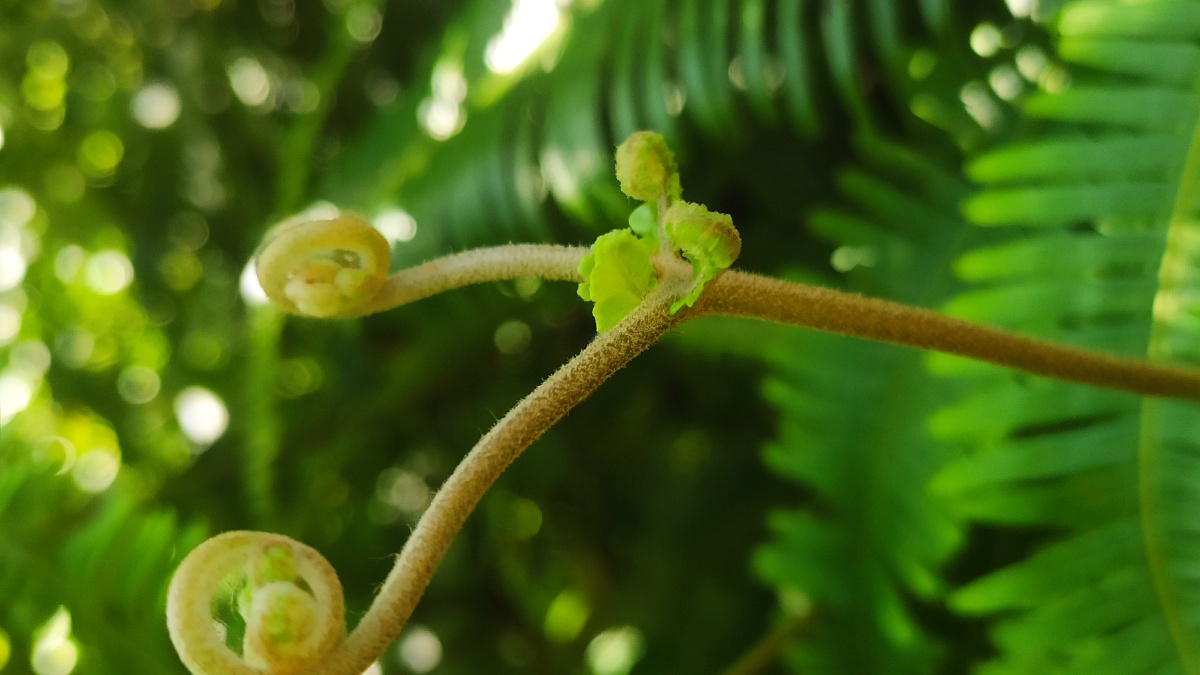 微距成长中的蕨菜