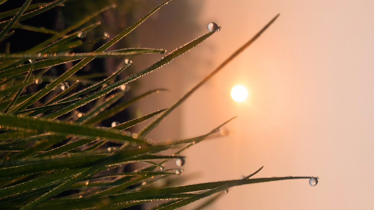 晨曦的小草