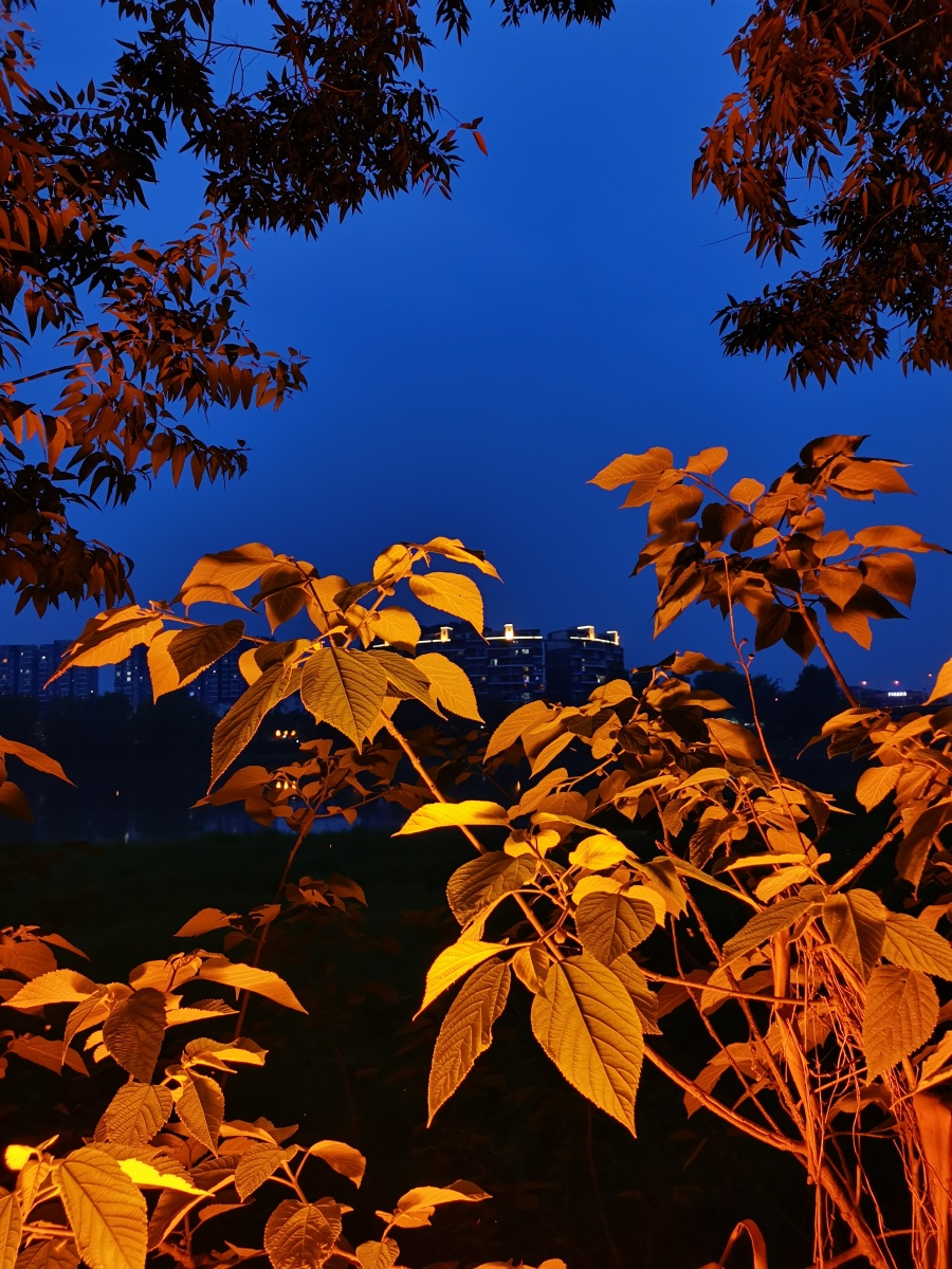 夜幕降临河畔景色