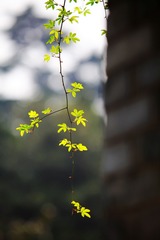 126174