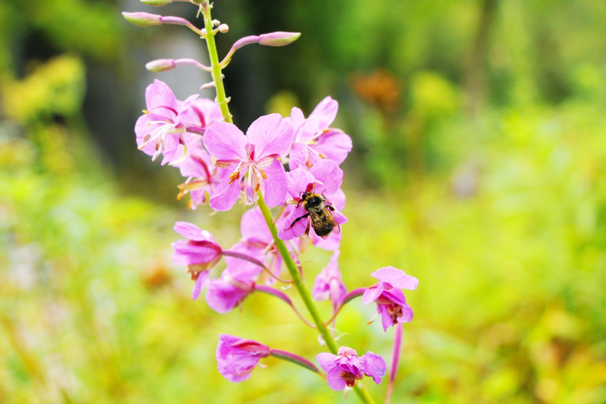长白山脚下的植被