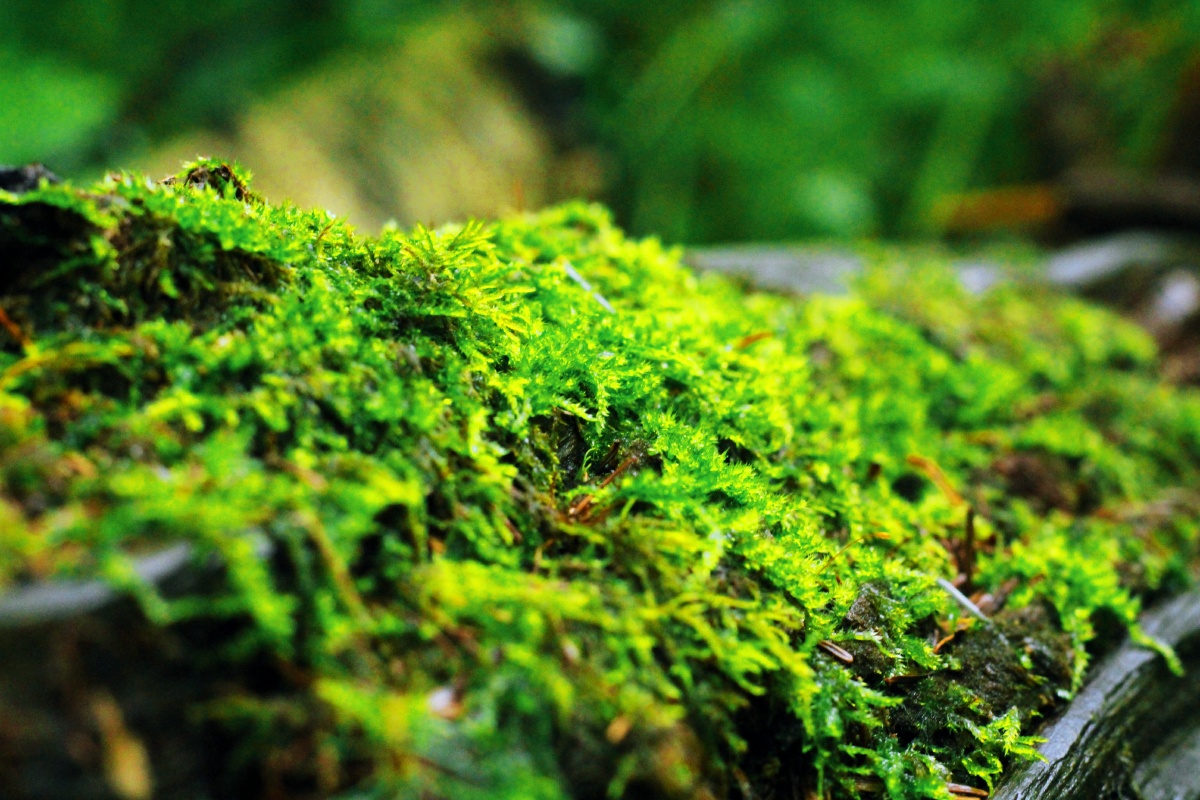 长白山脚下的植被