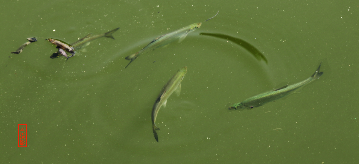 云拍摄于古城水乡绍兴鲦鱼