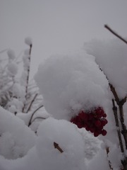 1271292