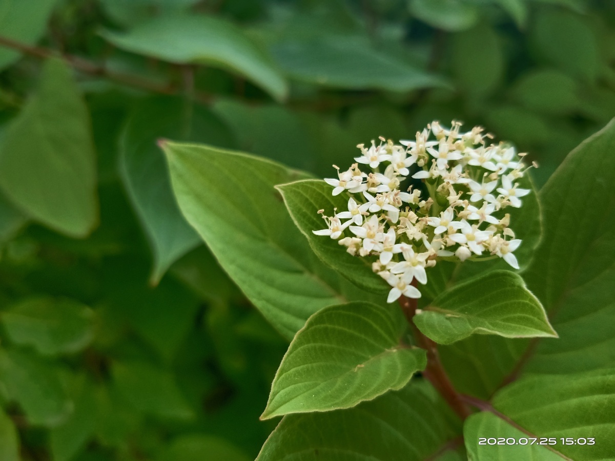 沙棠山奈乐 - 图虫
