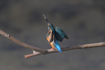 3315838