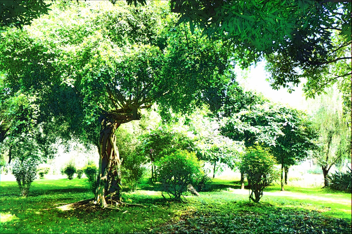 绿树阴浓夏日长