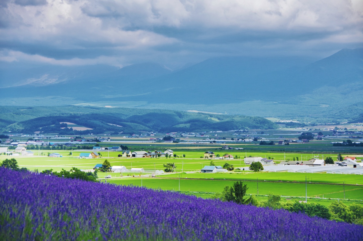 北海道富良野薰衣草庄园