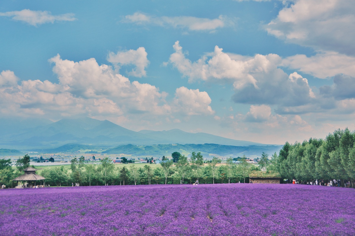 北海道富良野薰衣草庄园