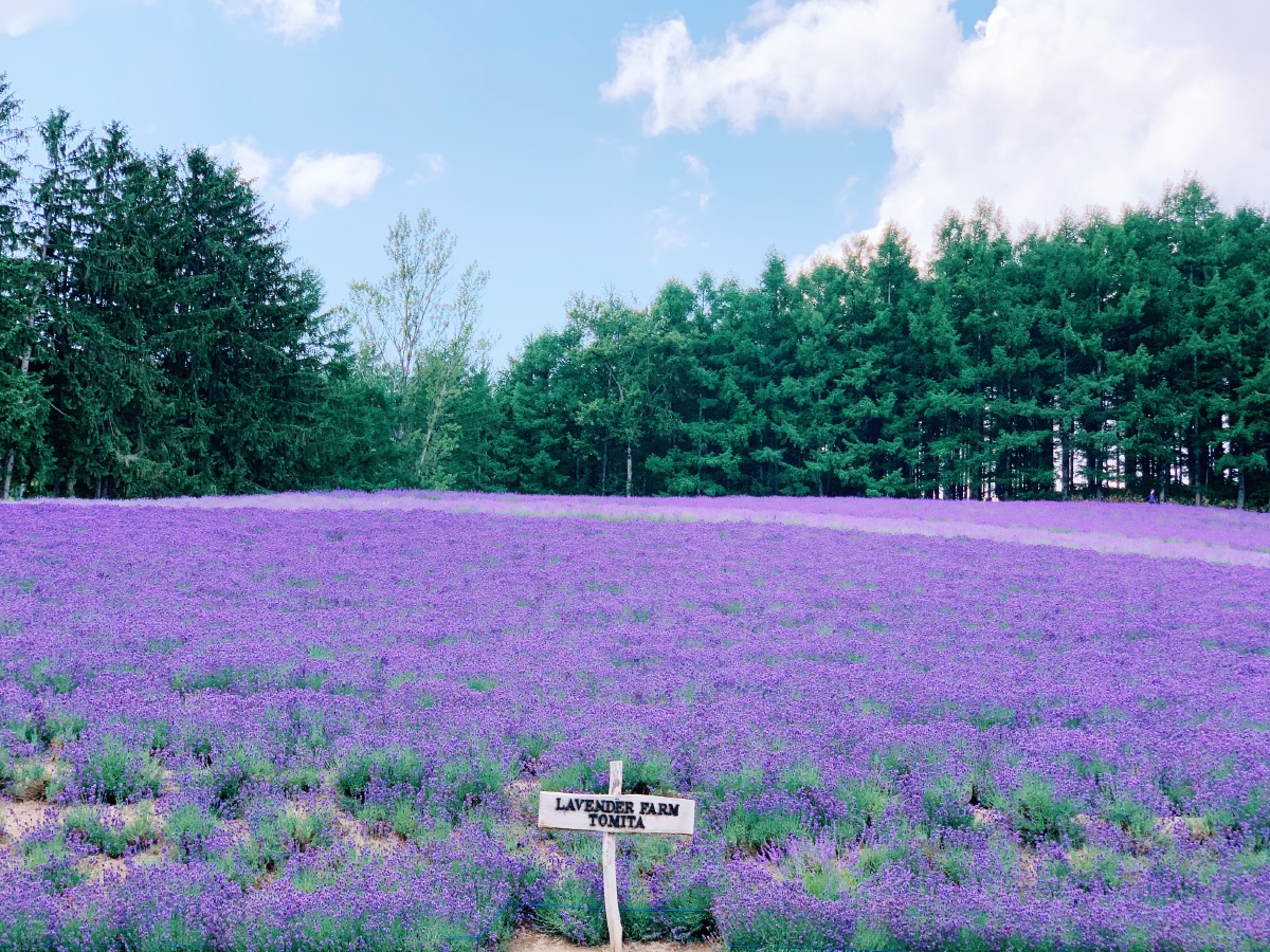北海道富良野薰衣草庄园