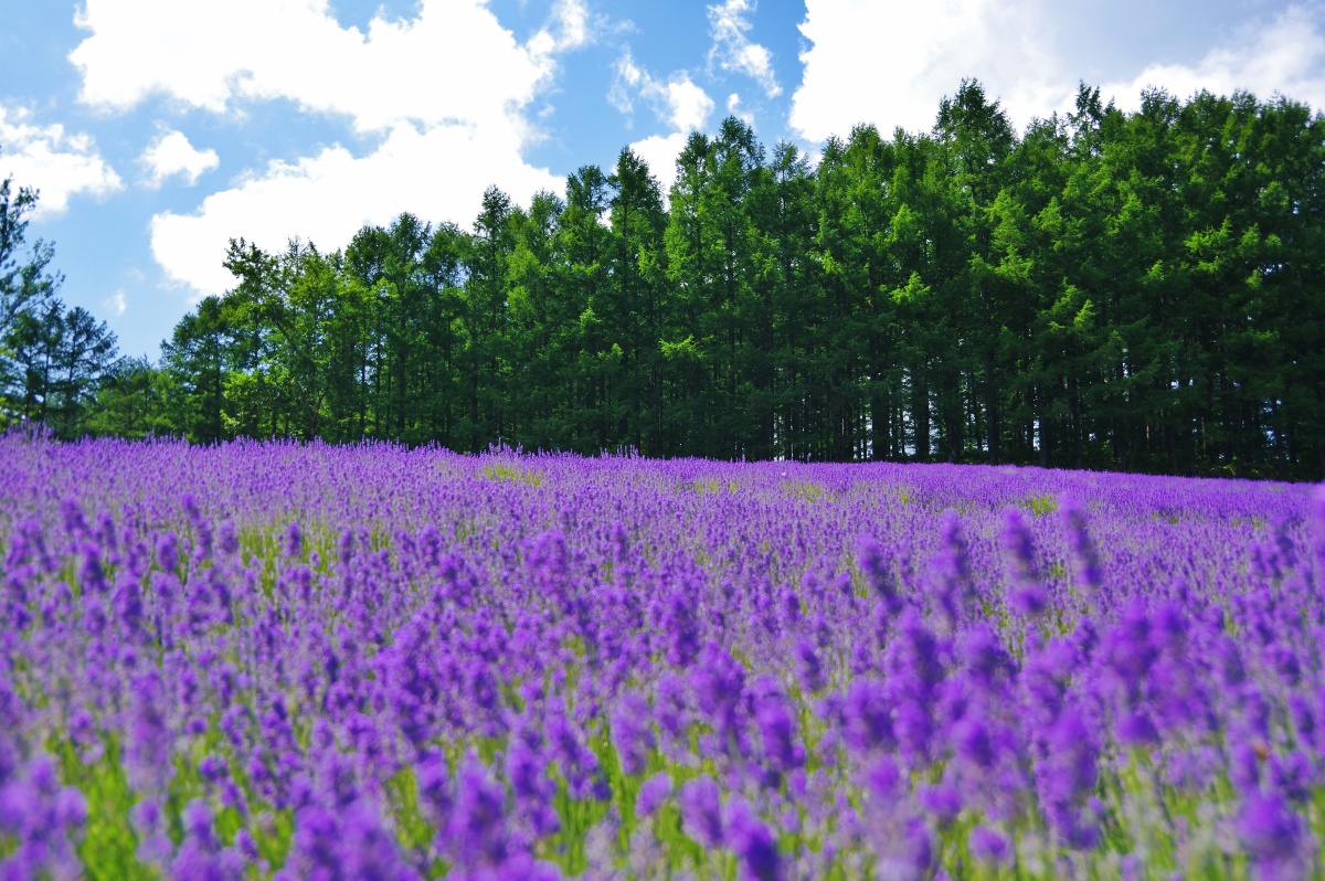 北海道富良野薰衣草庄园