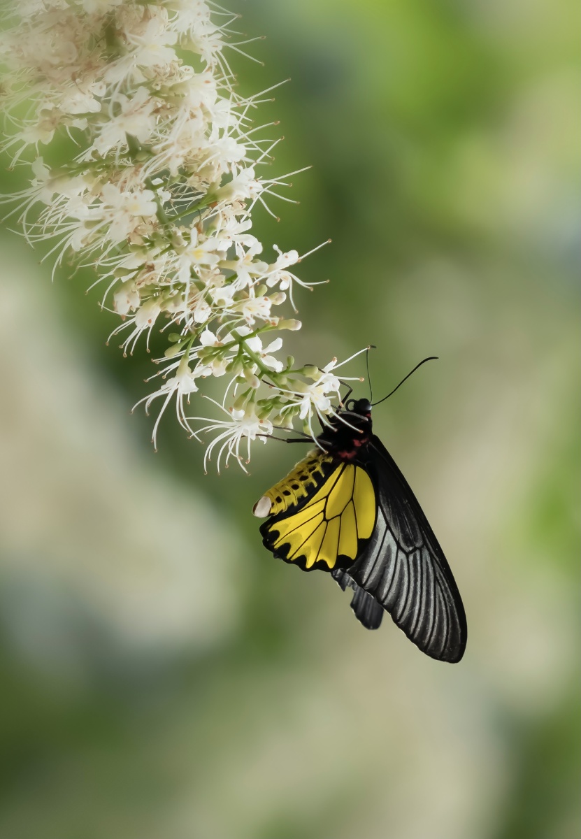 金裳凤蝶国家二级保护动物