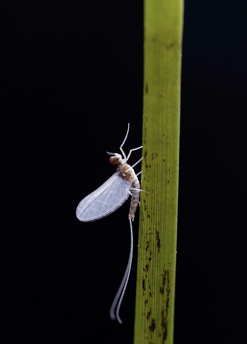 蛋糕头亚成虫蜉蝣