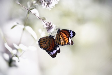 F536803F-D15F-4C33-8BED-1DFAE8986D67/L0/001