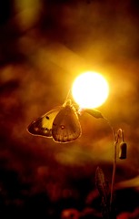 29030397-D7BD-477C-AE80-8C4C0990E105/L0/001